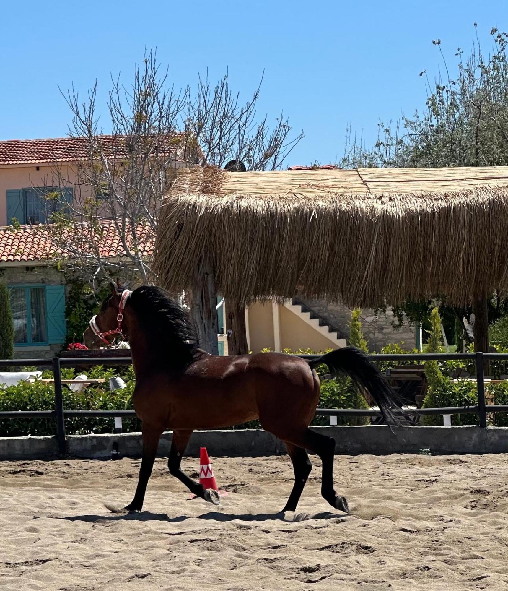Ride And Stay Çeşme Extérieur photo